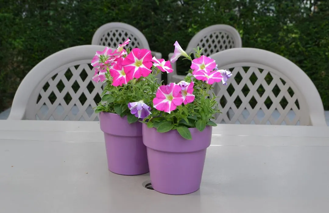B&B Lobelia-Brugge-1